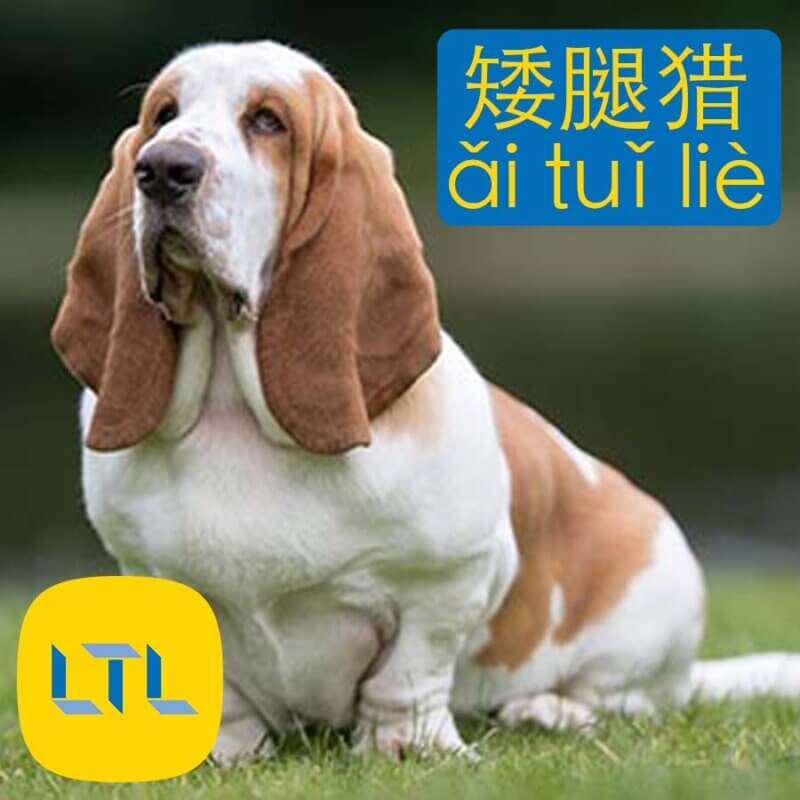 Basset in Chinese