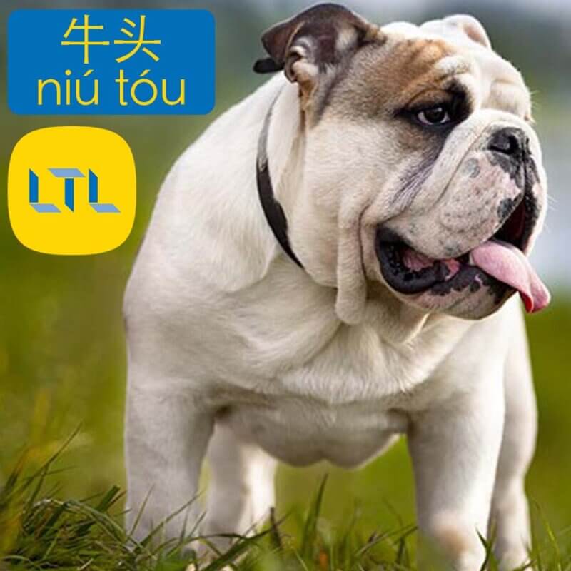 Bulldog in Chinese
