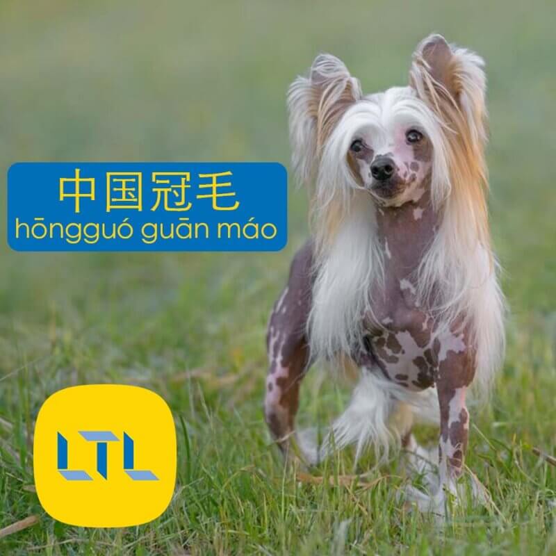 Chinese Crested - dog breeds in China