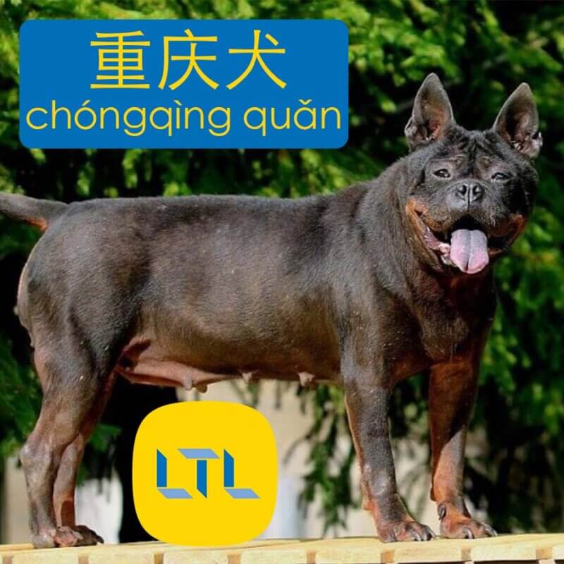 Chongqing - dog breeds in Chinese