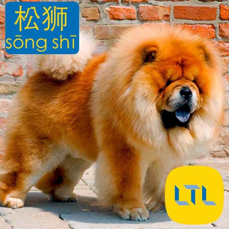 Chow Chow - dog breeds in China