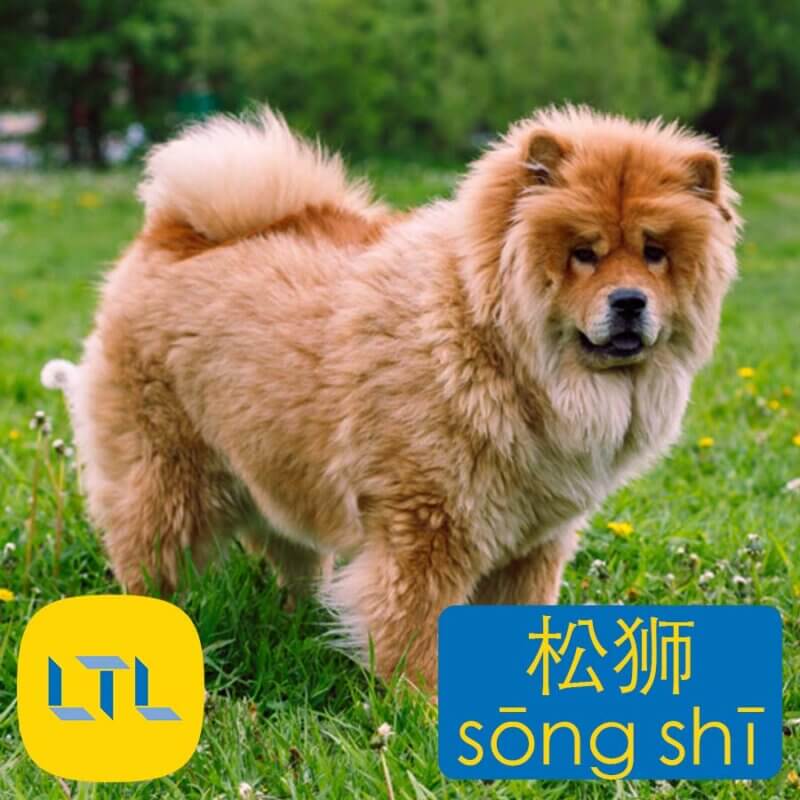 Chow Chow in Chinese