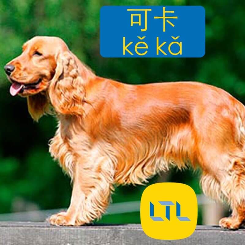 Cocker Spaniel in Chinese