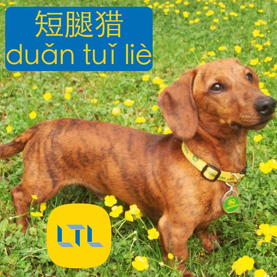 33 Dog Breeds in Chinese Chinese Dog Breeds, Vocabulary and More