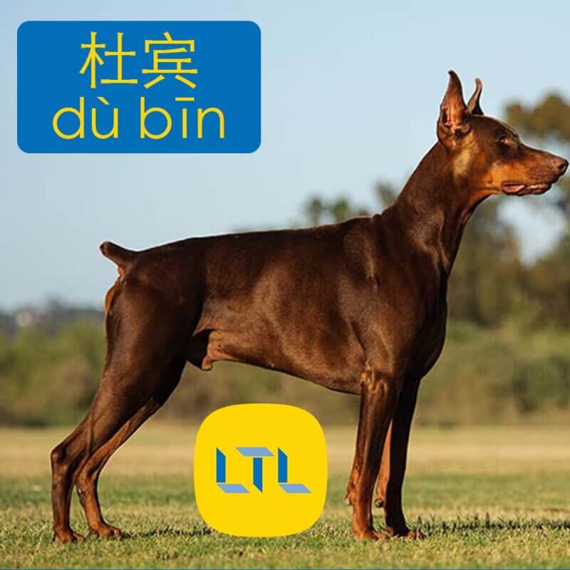 Doberman in Chinese