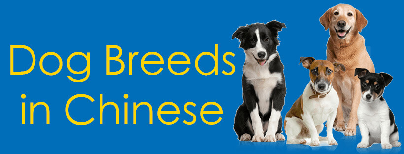 Dog Breeds in Chinese