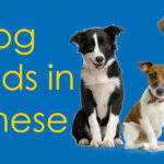 Dog Breeds in Chinese You Should Really Know Thumbnail
