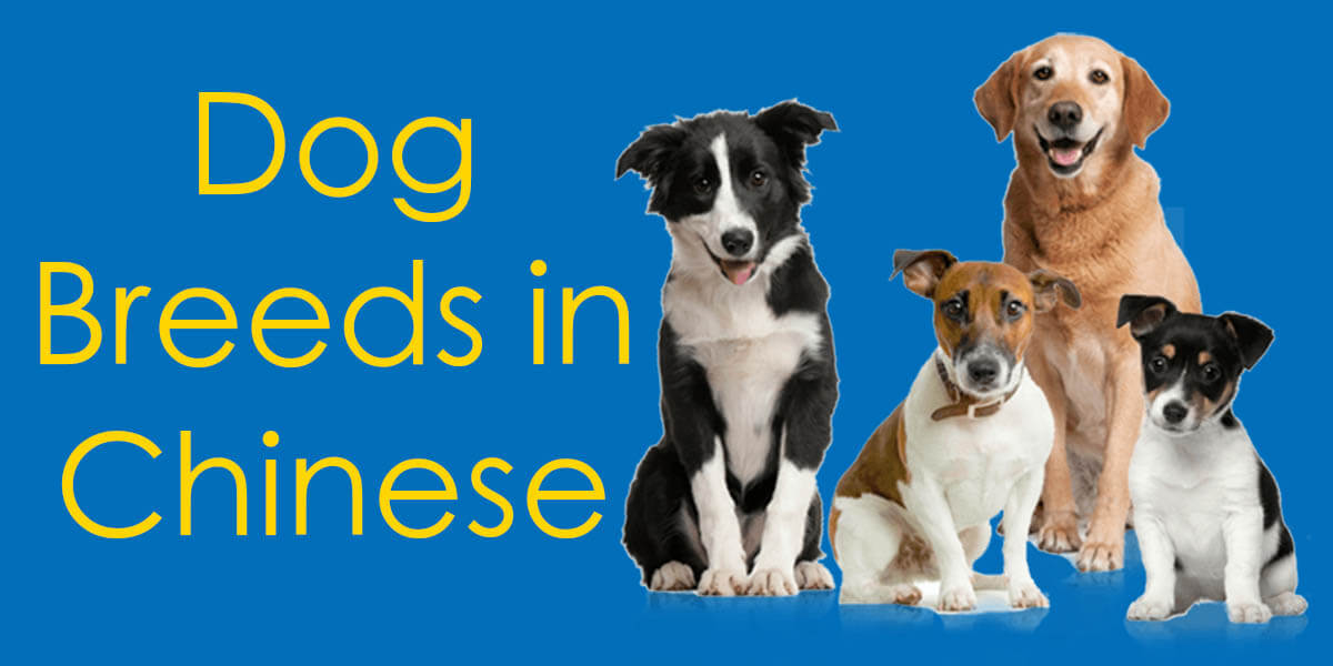 Dog Breeds in Chinese