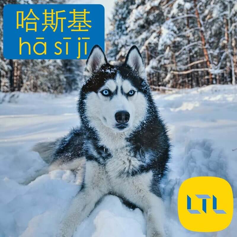 Husky in Chinese