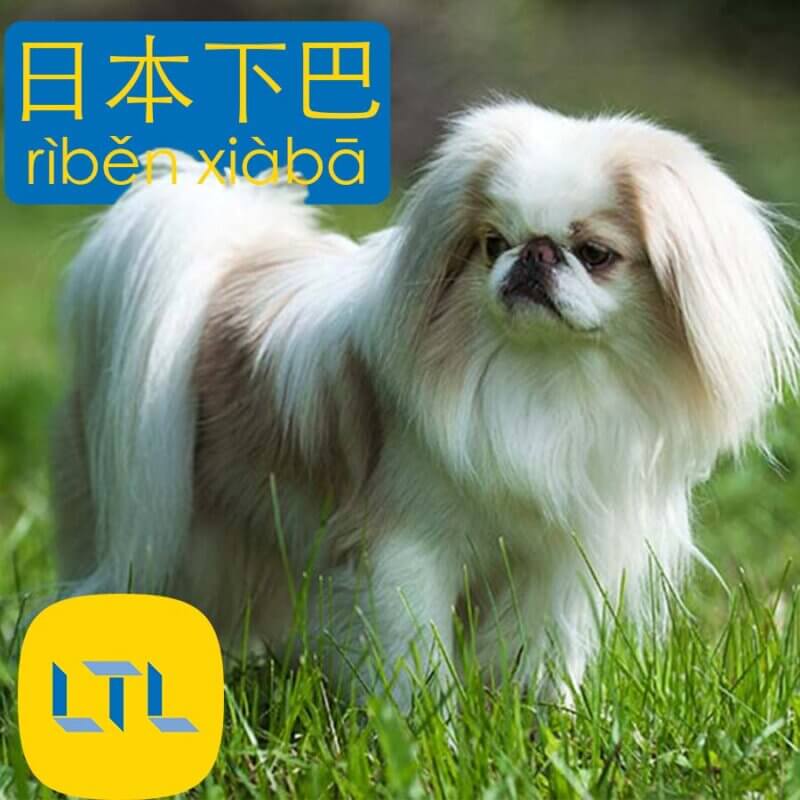 Japanese Chin - dog breeds in China