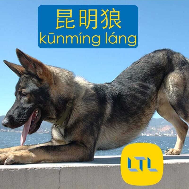 Kunming Wolfdog - dog breeds in Chinese