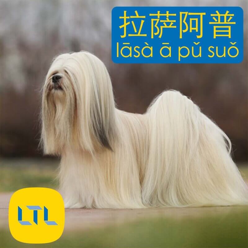 Lhasa Apso - dog breeds in China