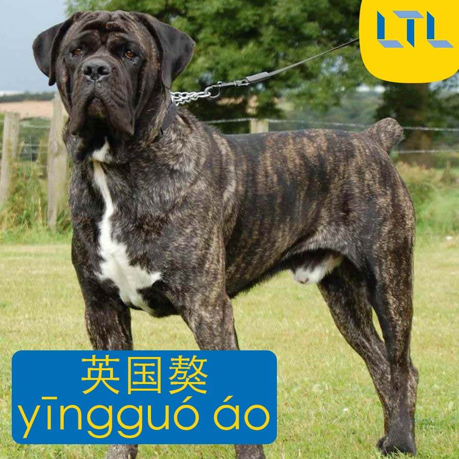 33 Dog Breeds in Chinese | Chinese Dog Breeds, Vocabulary and More ...
