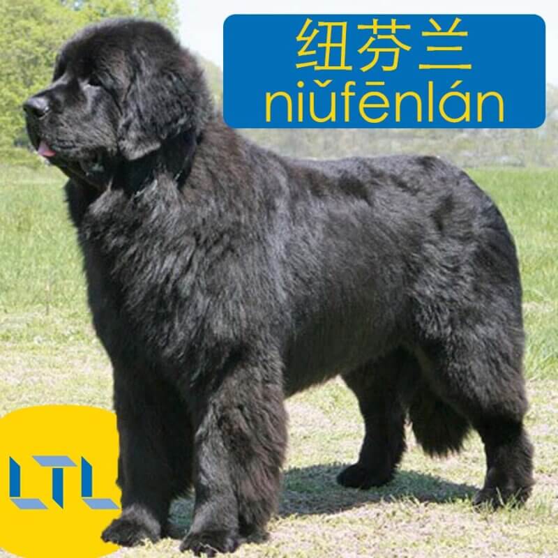 Newfoundland in Chinese