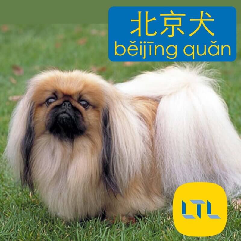 Pekingese - dog breeds in Chinese