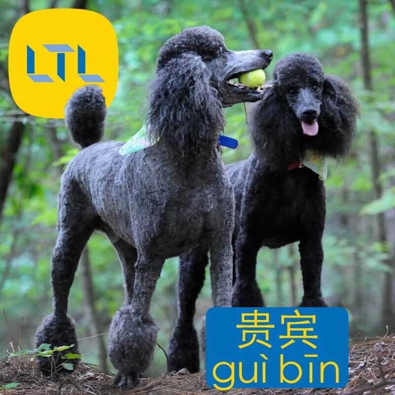 Poodle in Chinese