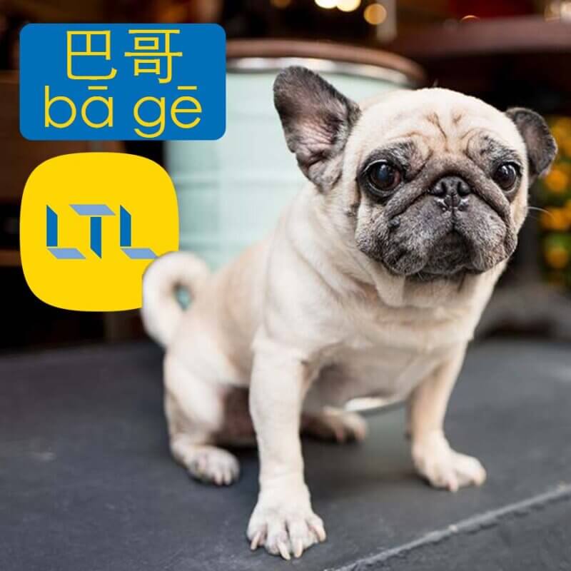 Pug in Chinese - dog breeds in China