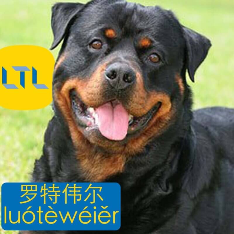 Rottweiler in Chinese