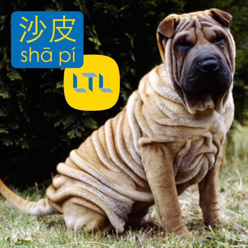 Shar-Pei - dog breeds in chinese