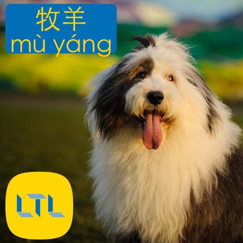 Sheepdog in Chinese