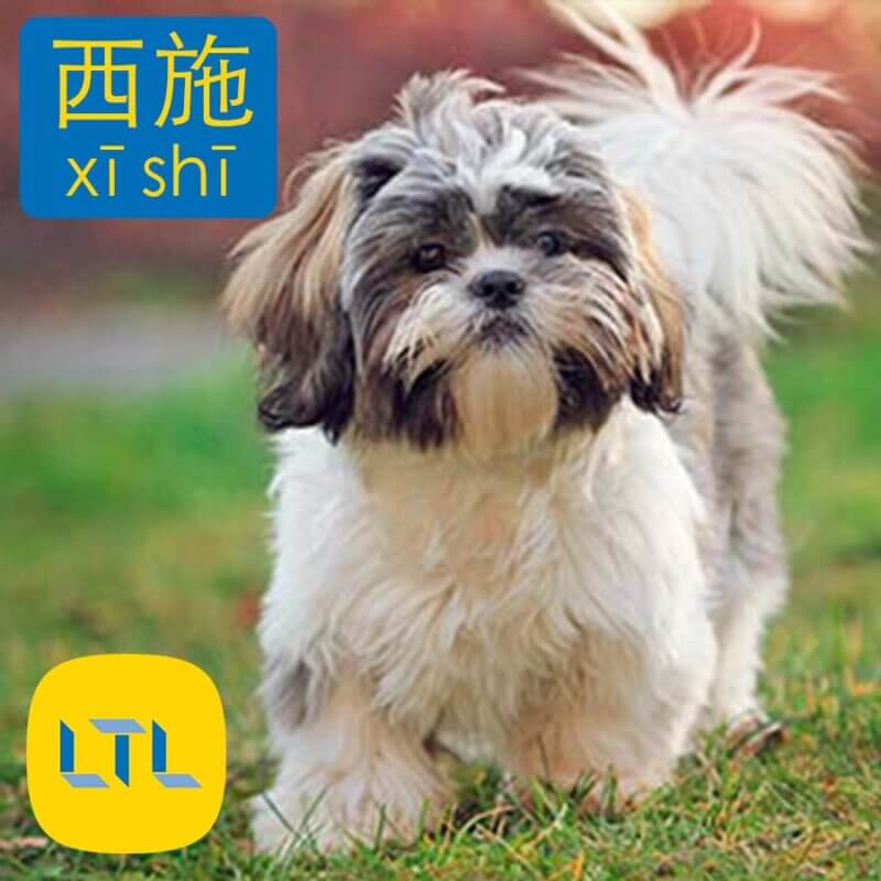 Shih Tzu - dog breeds in China