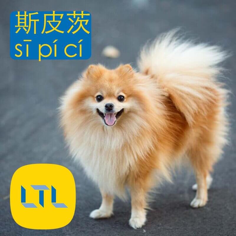 Spitz in Chinese
