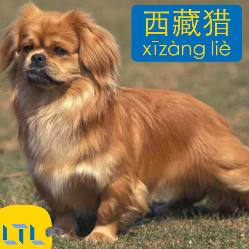 Tibetan Spaniel - dog breeds in Chinese