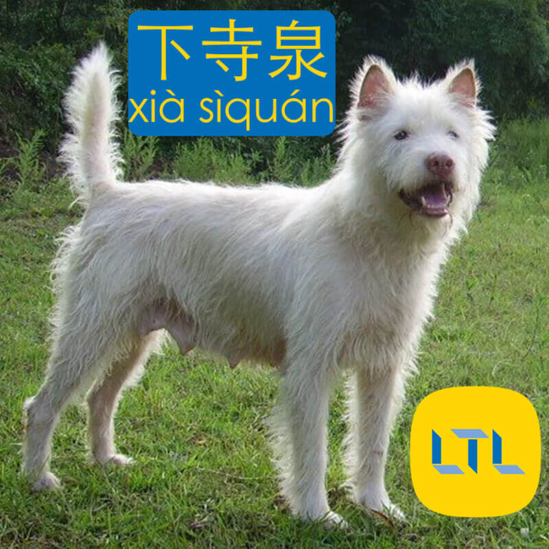 Xiasi Quan - dog breeds in Chinese