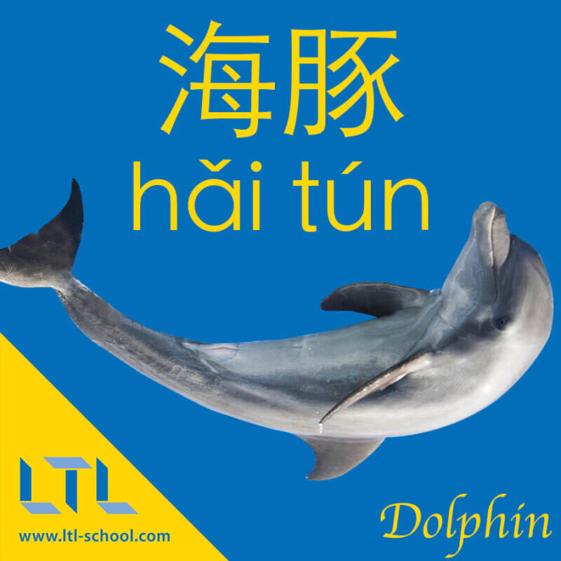 Dolphin in Chinese