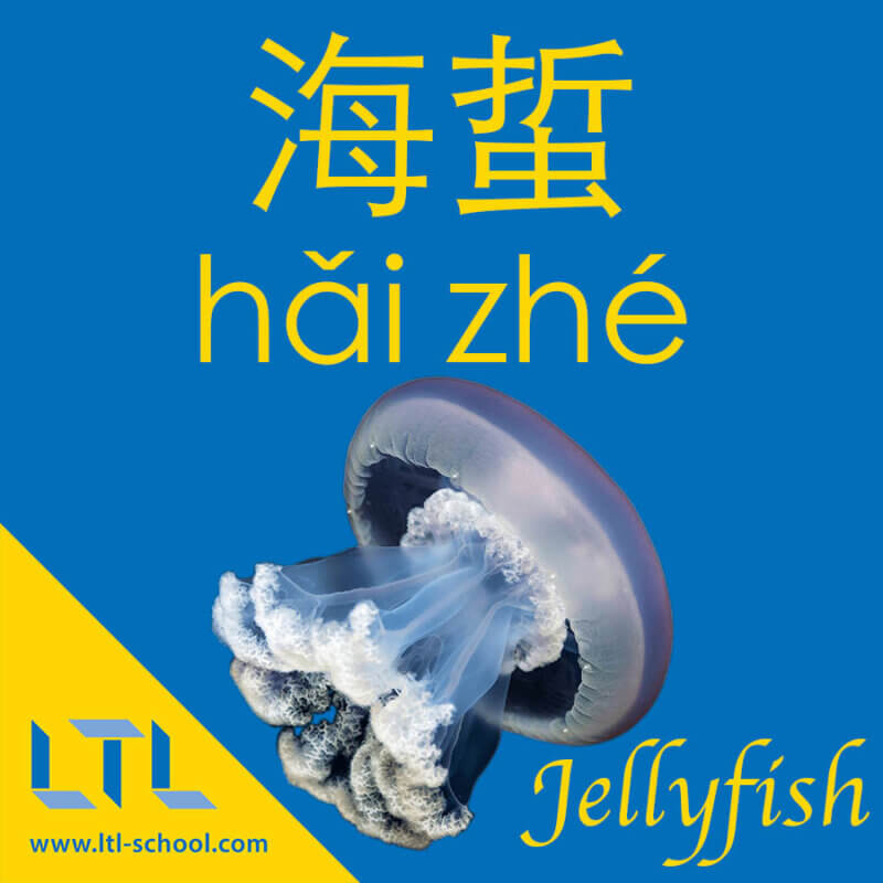 Jellyfish in Chinese