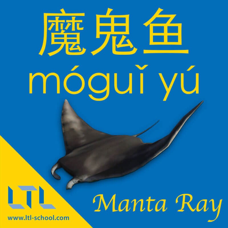 Manta Ray in Chinese