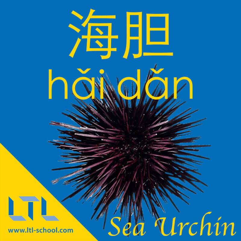 Sea Urchin in Chinese