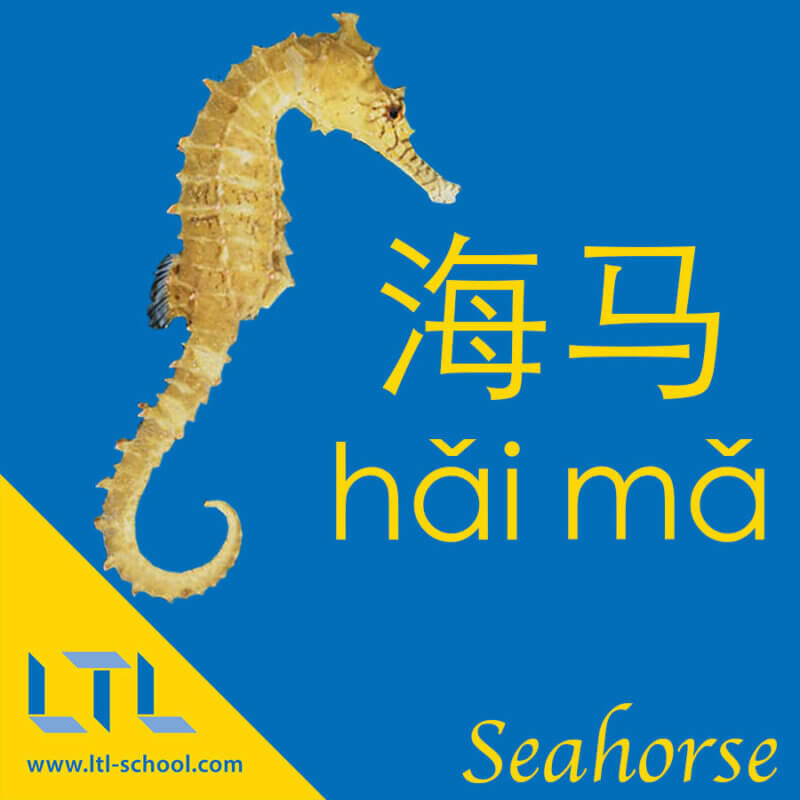 Seahorse in Chinese