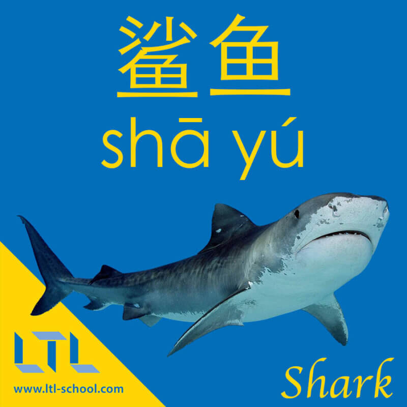 Shark in Chinese