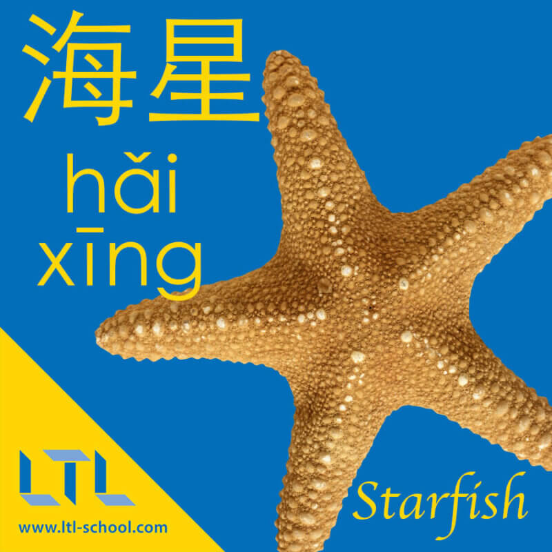 Starfish in Chinese
