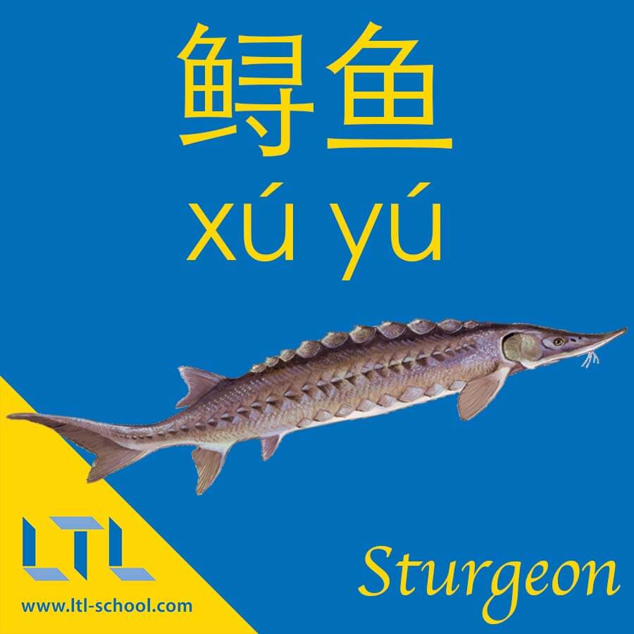 Sturgeon in Chinese