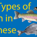 30+ Remarkable Types of Fish in Chinese Thumbnail