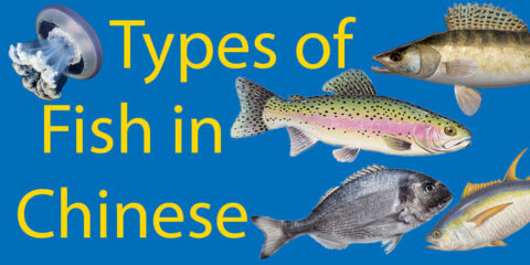30+ Remarkable Types of Fish in Chinese Thumbnail
