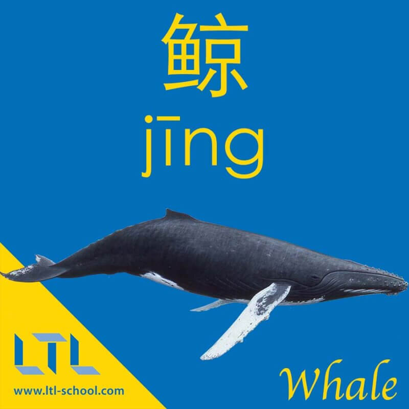 Whale in Chinese