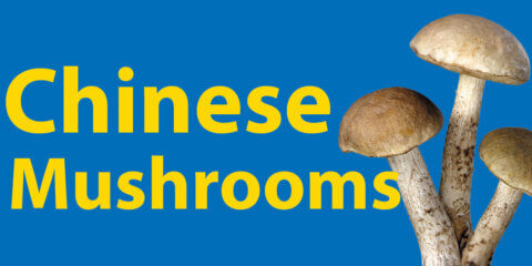 32 Chinese Mushrooms + Mushroom Vocabulary Thumbnail