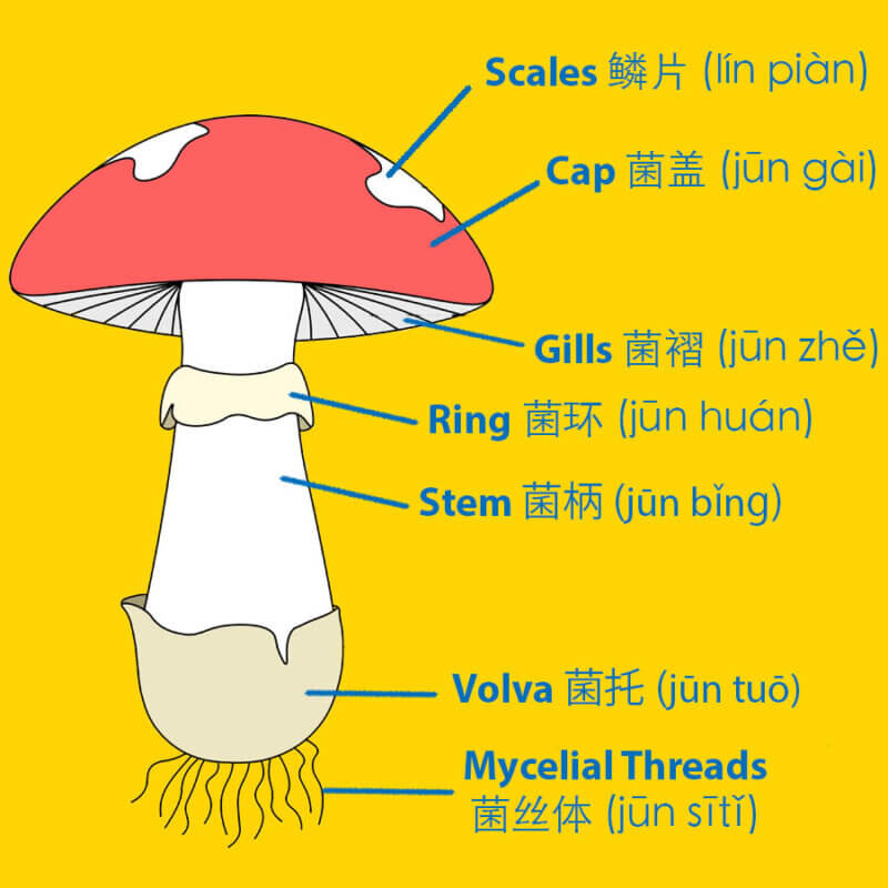 Mushroom Parts in Chinese